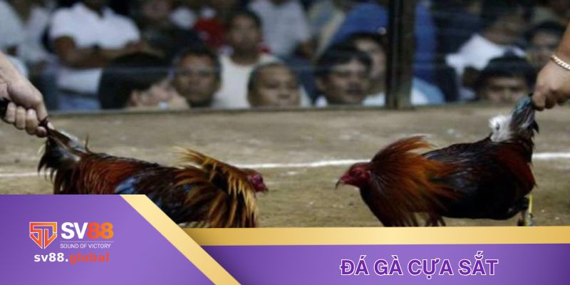 Đá gà cựa sắt